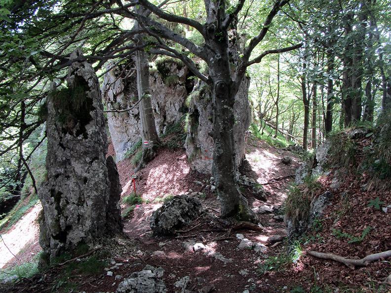 Image 11 - Denti della Vecchia : entre pins et de hêtres